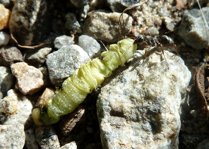 Predatori di farfalle